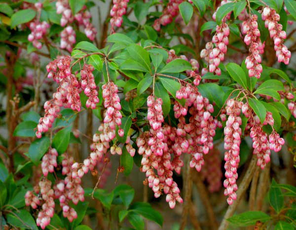 How to propagate Japanese andromeda?