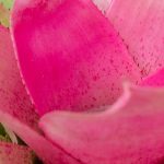 Neoregelia: Growing and Care