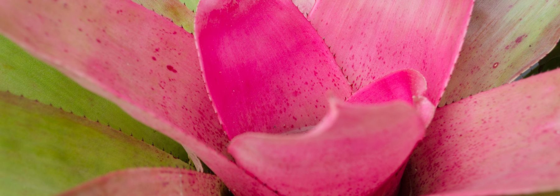 Neoregelia: Growing and Care