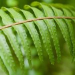 Boston Fern (Nephrolepis): Cultivation, Care