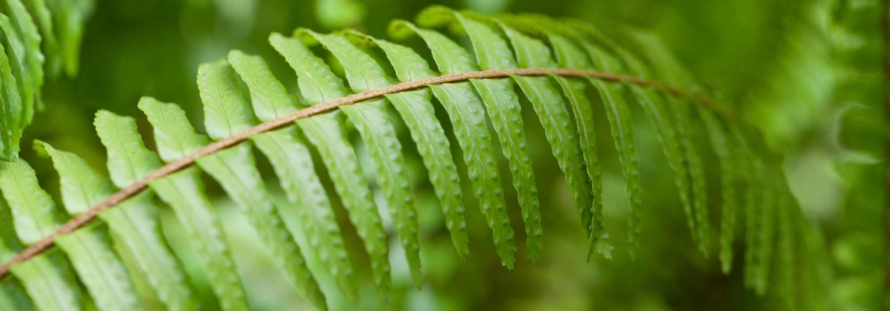 Boston Fern (Nephrolepis): Cultivation, Care
