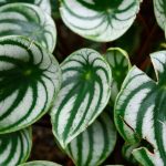 Peperomia: Cultivation, Care, and Choosing the Right Variety