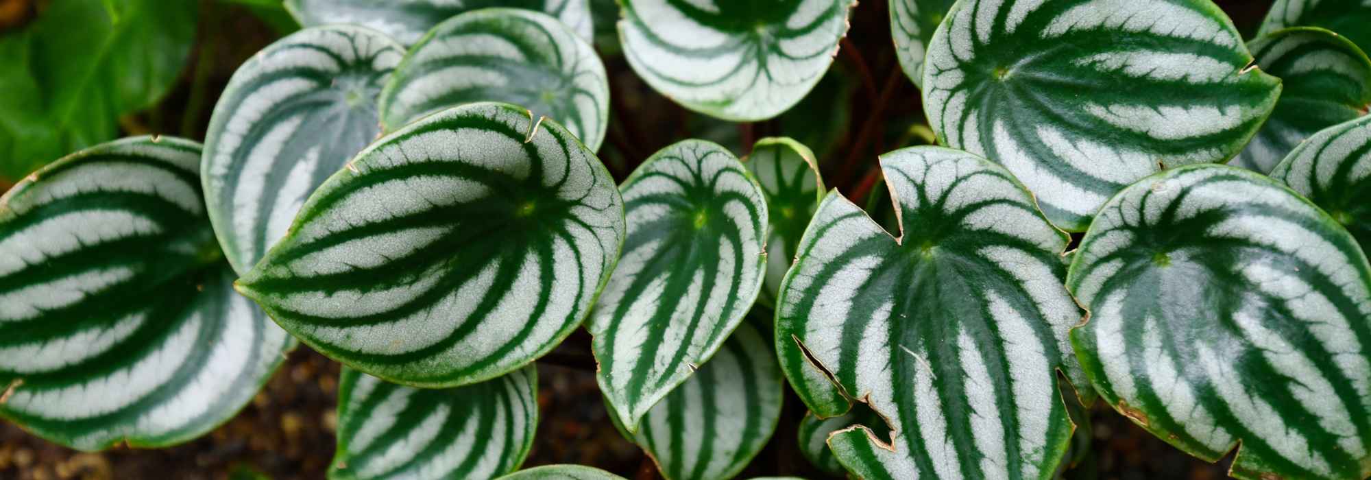 Peperomia : cultivation, care, and choosing the right varieties