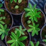 How and when to sow lupins?