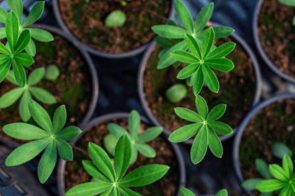 How and when to sow lupins?