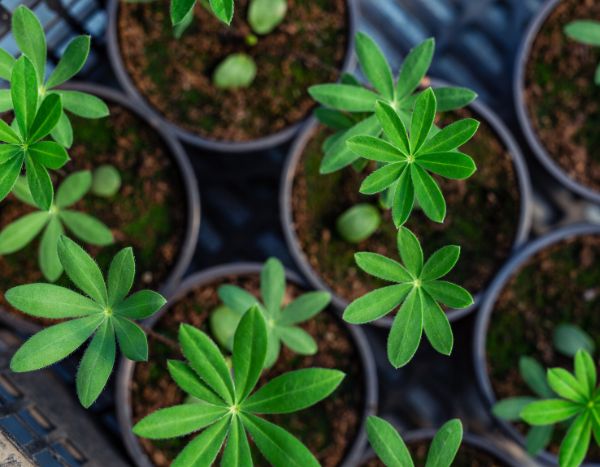 How and when to sow lupins?