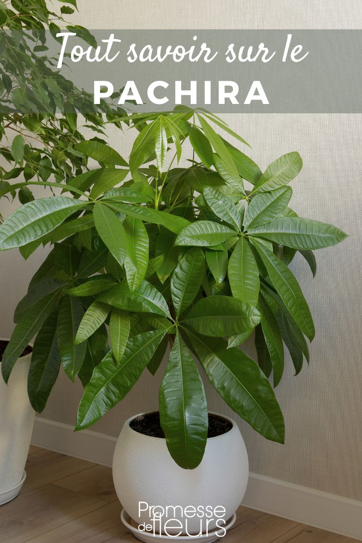 Pinterest - Plant Profiles: Everything You Need to Know About Pachira Pachira: Planting, Cultivation, and Care