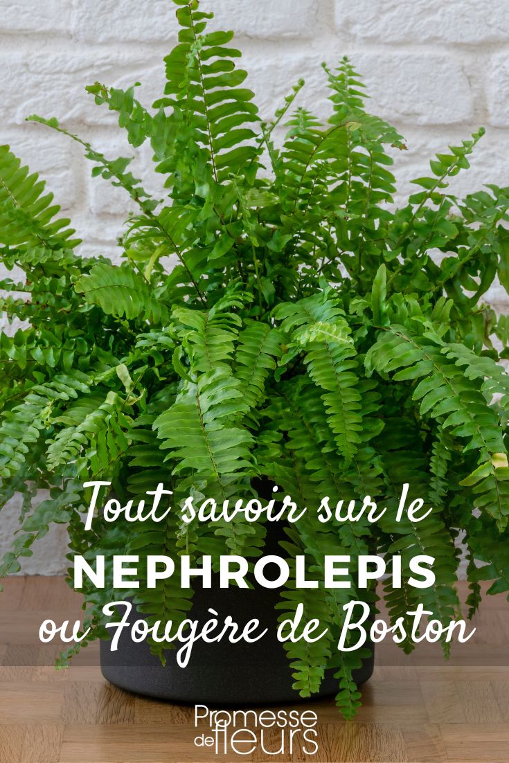 Pinterest - Plant Profiles Everything You Need to Know About Boston Fern (Nephrolepis) Boston Fern (Nephrolepis): Cultivation, Care