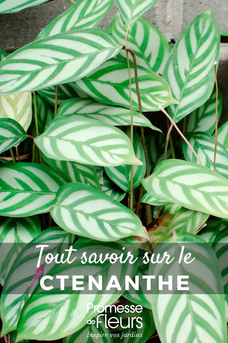 Ctenanthe: Planting, Growing, and Care Exotic Ctenanthe Setosa