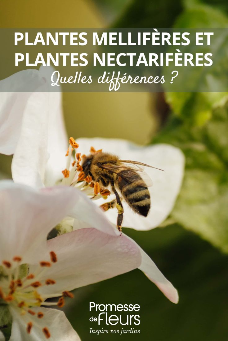 Pollinator-friendly Plants and Nectar Plants: What's the Difference?