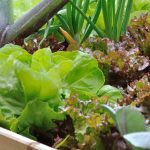 Beginner's Vegetable Garden: 7 Ultra-Easy Vegetables to Grow