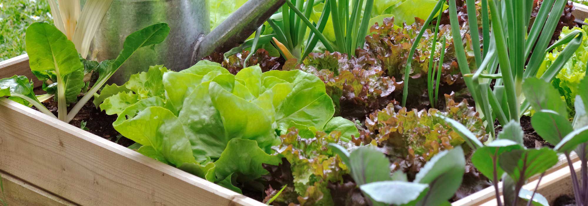 Beginner's Vegetable Garden: 7 Ultra-Easy Vegetables to Grow