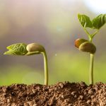 Beginner Gardener: 7 Common Mistakes to Avoid