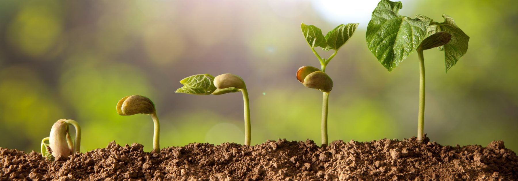Beginner Gardener: 7 Common Mistakes to Avoid