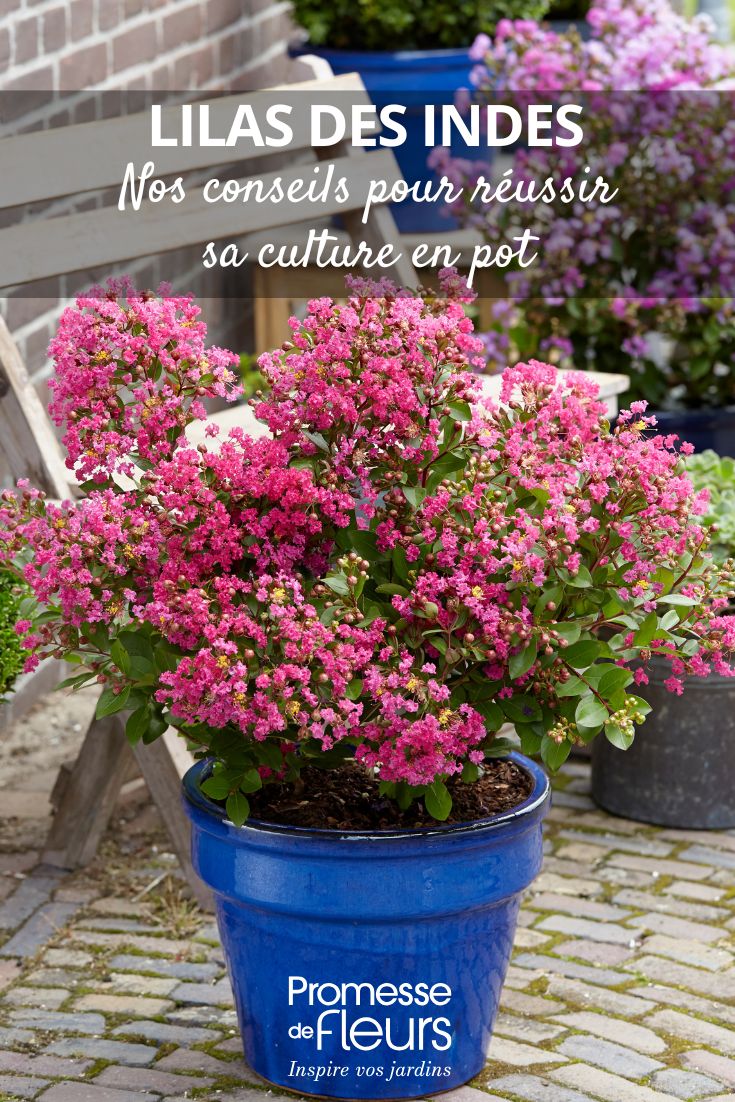 Growing Indian Lilac (Lagerstroemia) in Pots Successfully a crepe myrtle in a pot