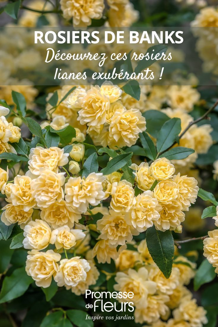Banks' Roses: Discover These Exuberant Climbing Roses! Banks' Rose 'Lutea' - Rosa banksiae