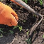 Gardening for Beginners: What is Weeding? How to Do It?