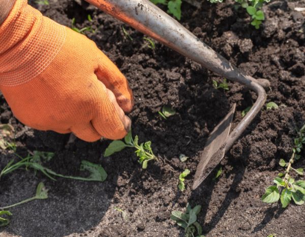 Gardening for beginners: what is weeding? How to do it?