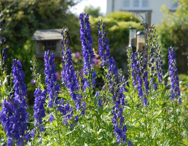 How to prune Aconitum?