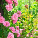 Regencycore in the Garden: Embrace the Bridgerton Style!