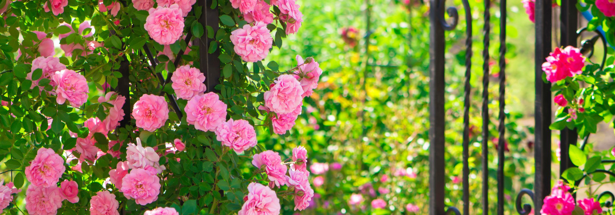 Regencycore in the garden: embrace the Bridgerton Style!