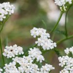 Yarrow: A Plant to Grow for Its Medicinal Properties