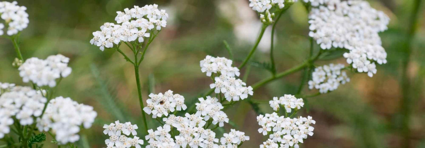 Yarrow: A Plant to Grow for Its Medicinal Properties