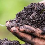 How to enrich your soil naturally with organic amendments?