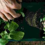 Perennial aromatic plants: long-lasting fragrances and flavours