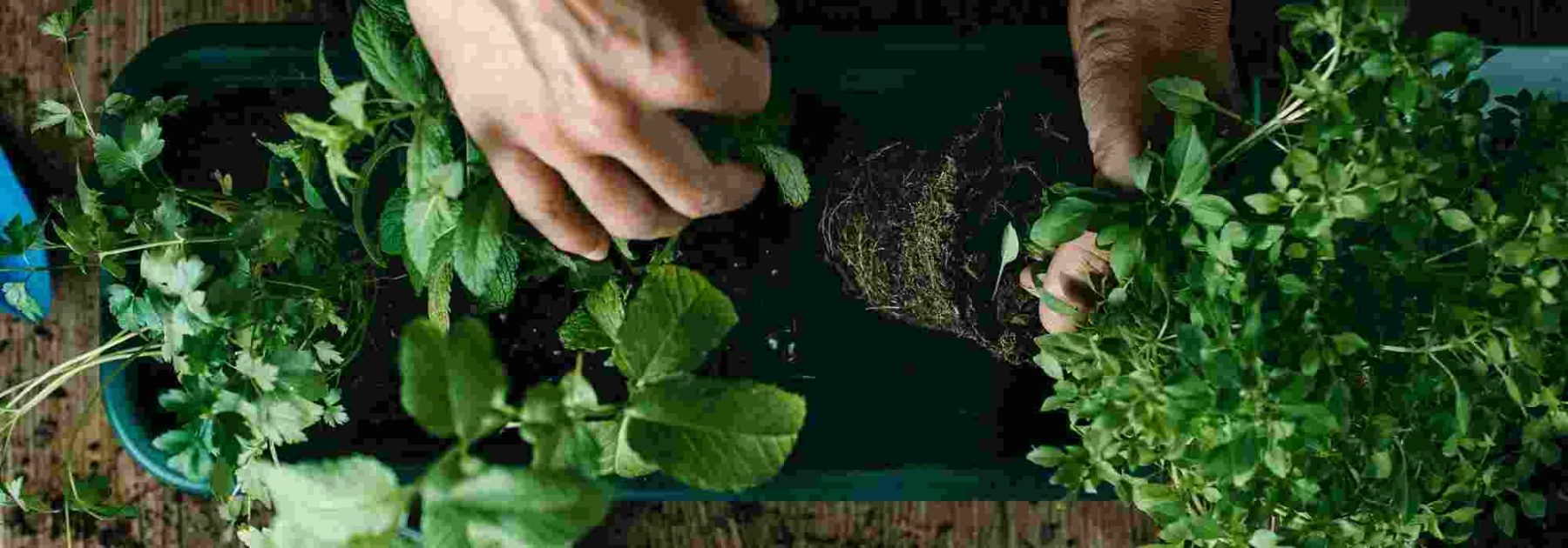 Perennial aromatic plants: long-lasting fragrances and flavours