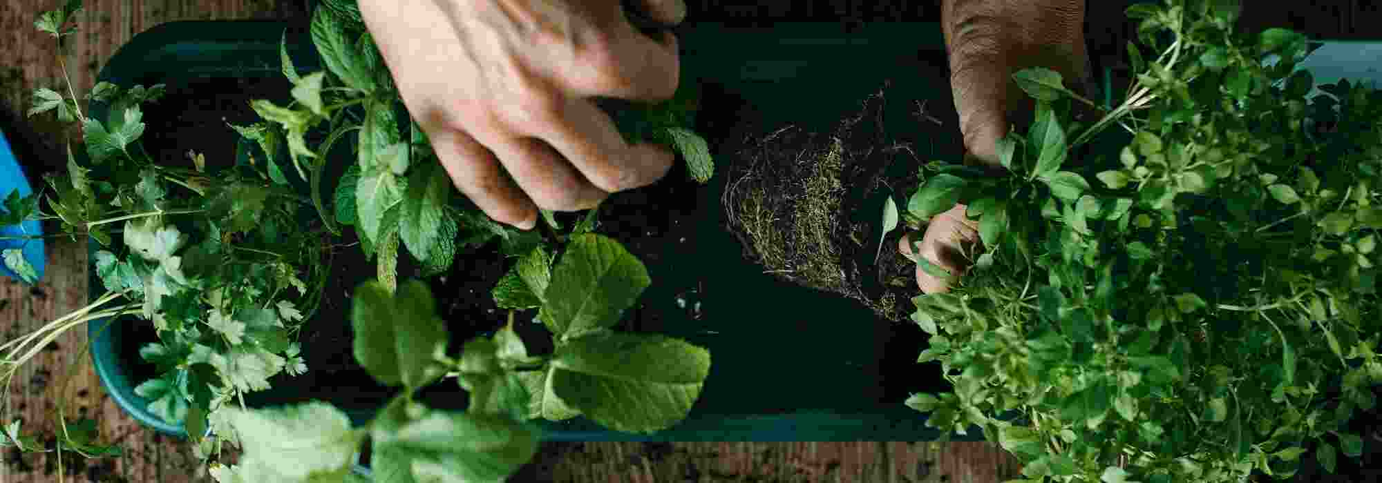 Perennial aromatic plants: long-lasting fragrances and flavours