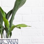 Aspidistra Indoors: Seasonal Care Guide