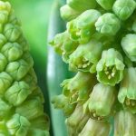 7 Green-Flowering Bulbs for an Unusual and Elegant Spring