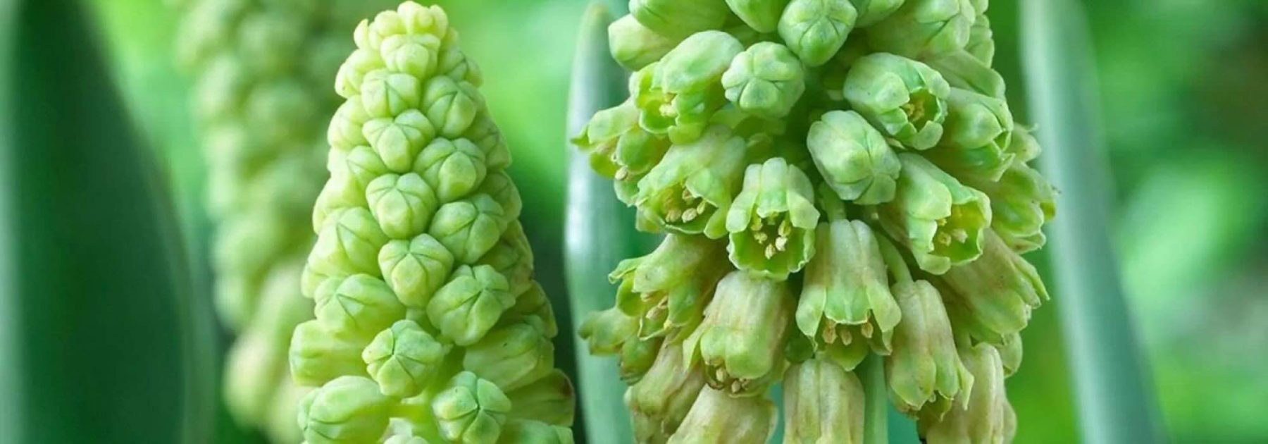 7 Green-Flowering Bulbs for an Unusual and Elegant Spring