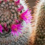 Getting Cacti to Flower: Our Foolproof Solutions and Tips
