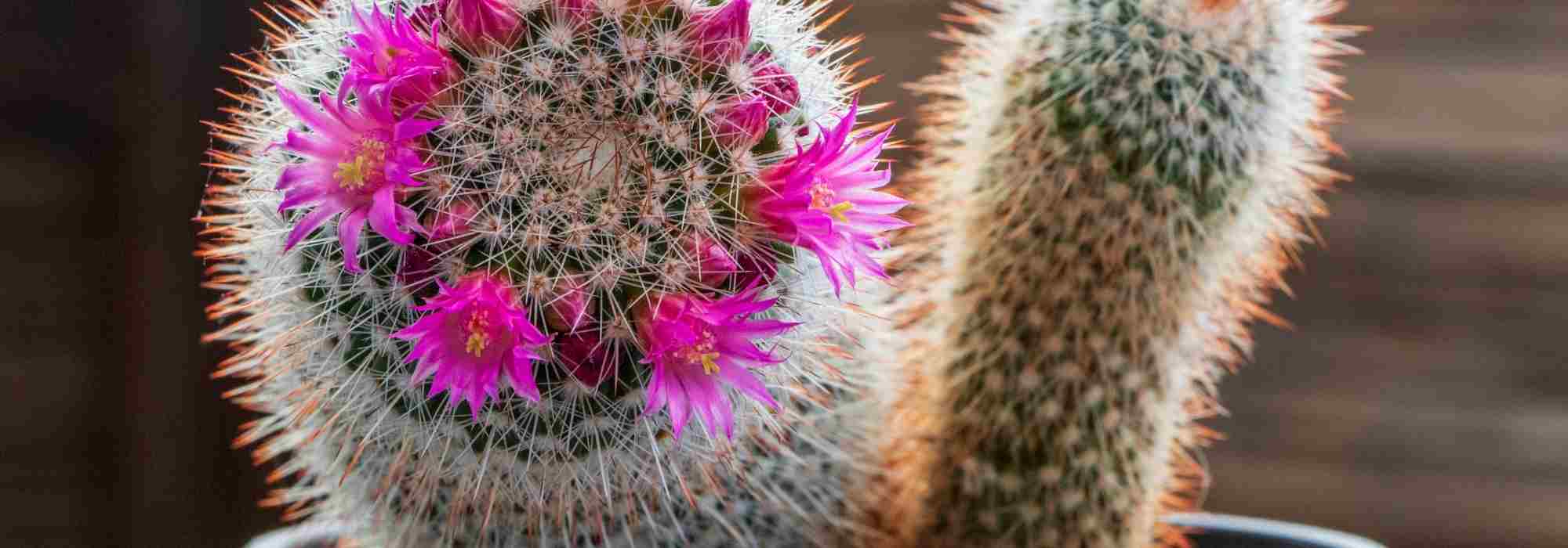 Getting Cacti to Flower: Our Foolproof Solutions and Tips