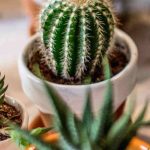 Growing Cacti Indoors: Light, Soil, Watering… Everything You Need to Know!
