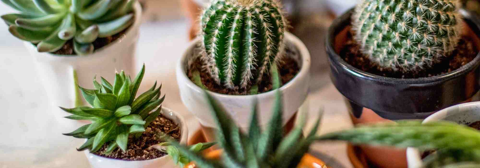 Growing Cacti Indoors: Light, Soil, Watering… Everything You Need to Know!