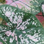 Diseases and Parasites of Indoor Caladium: Identify and Protect Your Plant