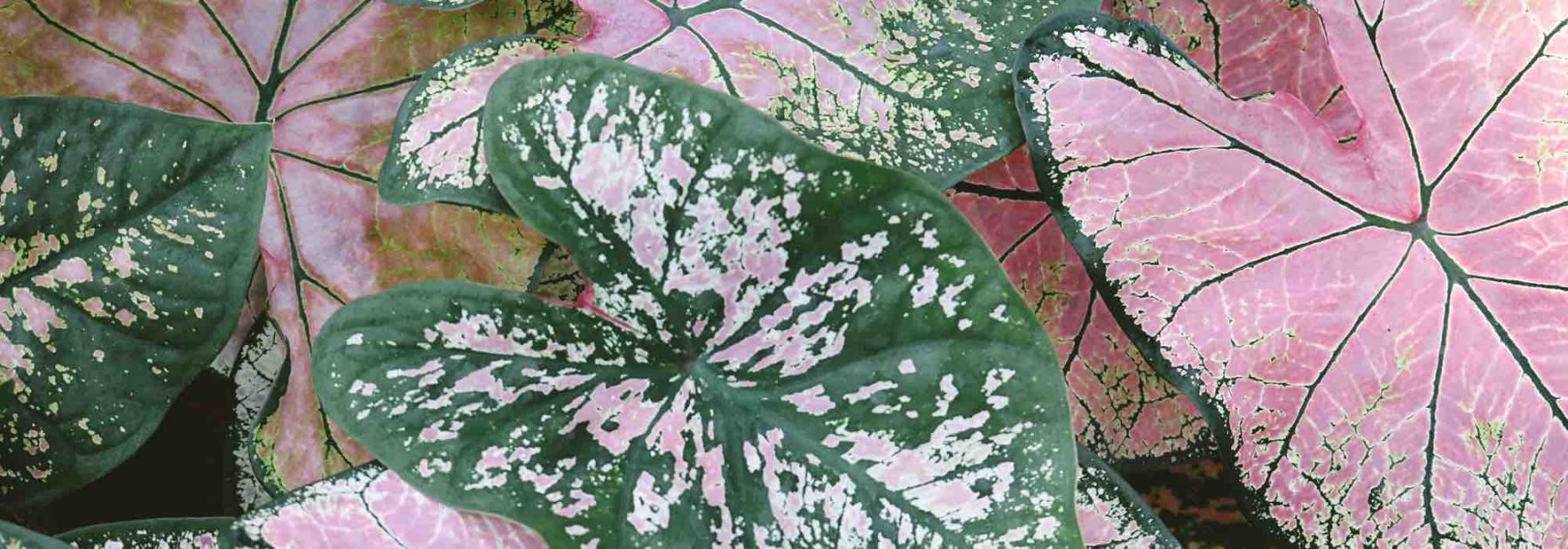 Diseases and Parasites of Caladium Indoors: Identify and Protect Your young plant