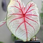 Caladium Indoors: Care Throughout the Seasons