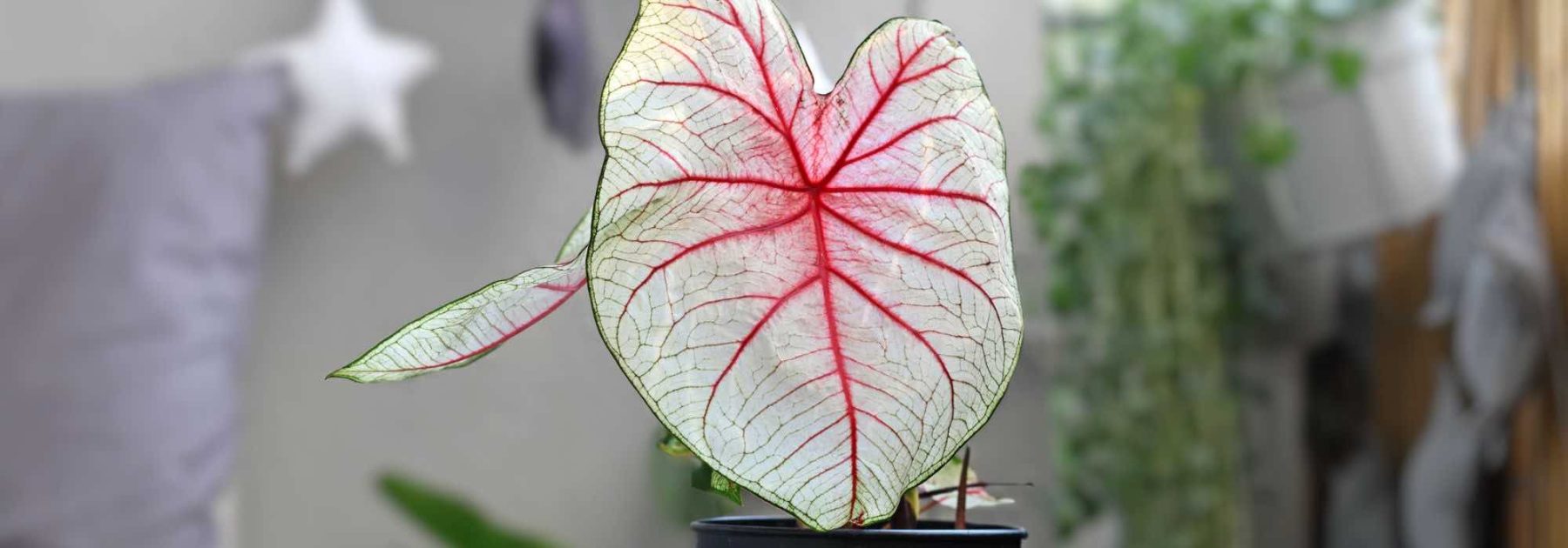 Caladium Indoors: Care Throughout the Seasons