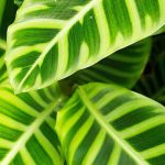 Calathea: Diseases, Common Problems and Parasitic Pests