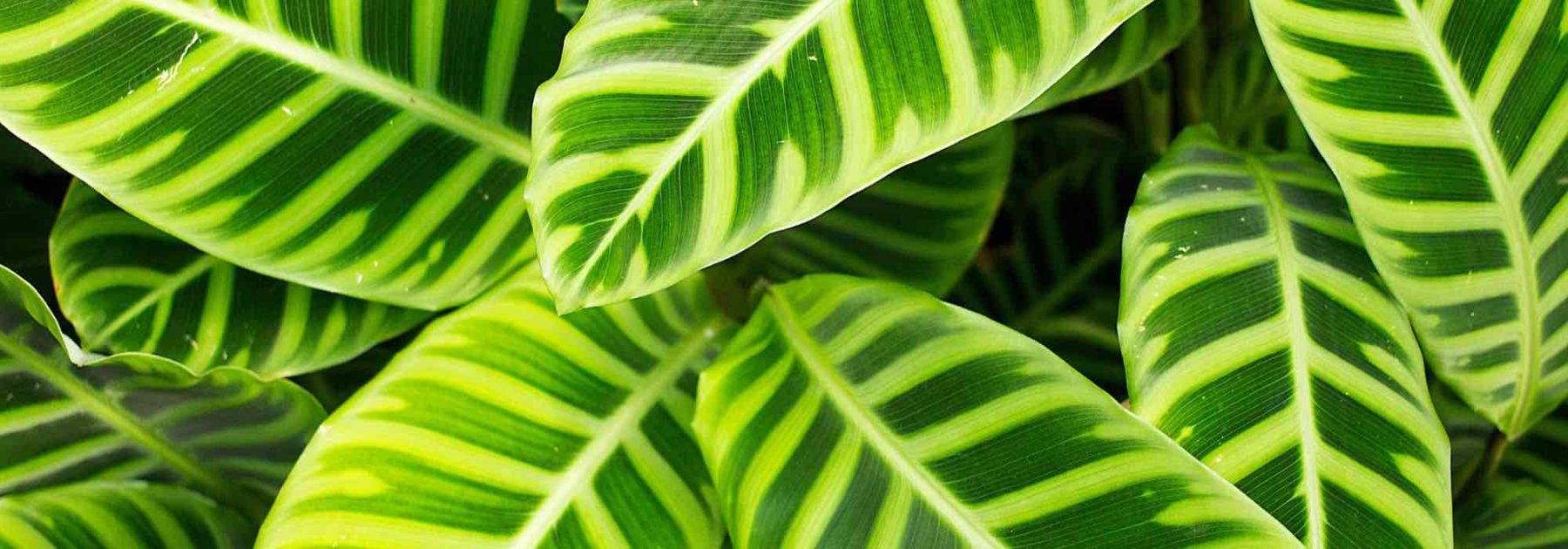 Calathea: Diseases, Common Problems and Parasitic Pests