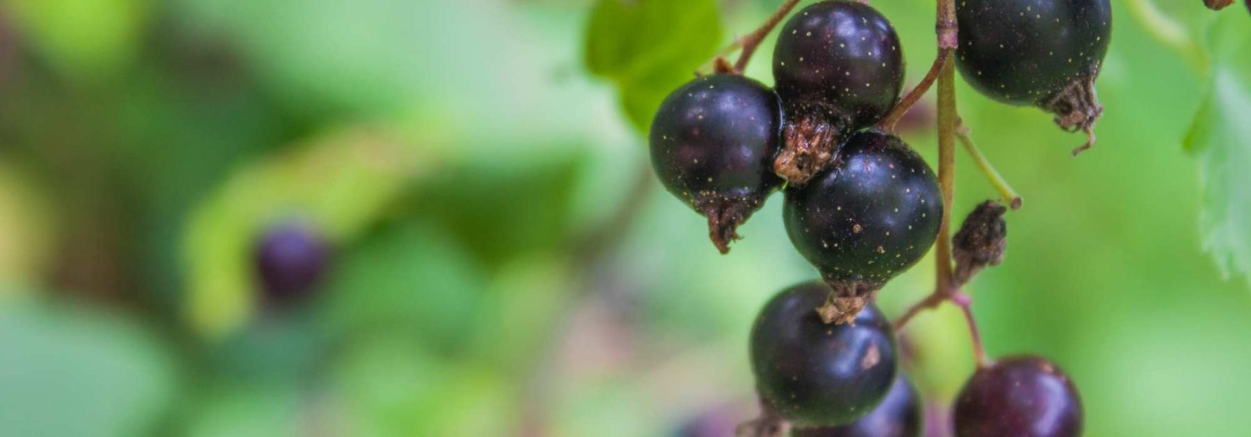 Blackcurrant: A Fruit Bush to Grow for Its Medicinal Benefits