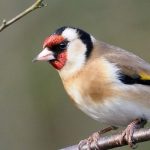 Garden Birds: How to Recognise and Attract the European Goldfinch?