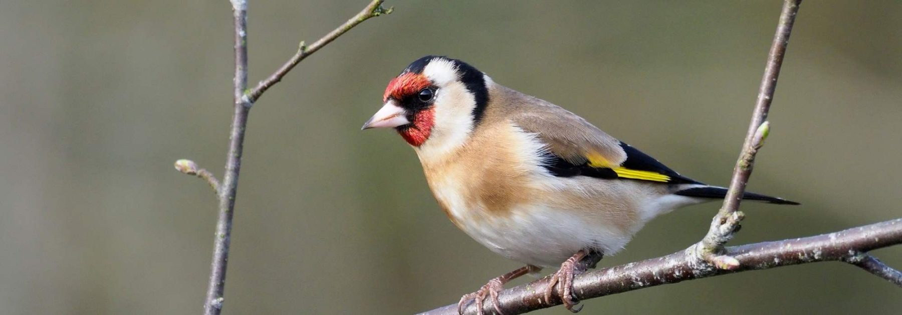 Garden Birds: How to Recognise and Attract the European Goldfinch?