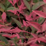 Which Nandina or Sacred Bamboo to choose for your garden or patio?
