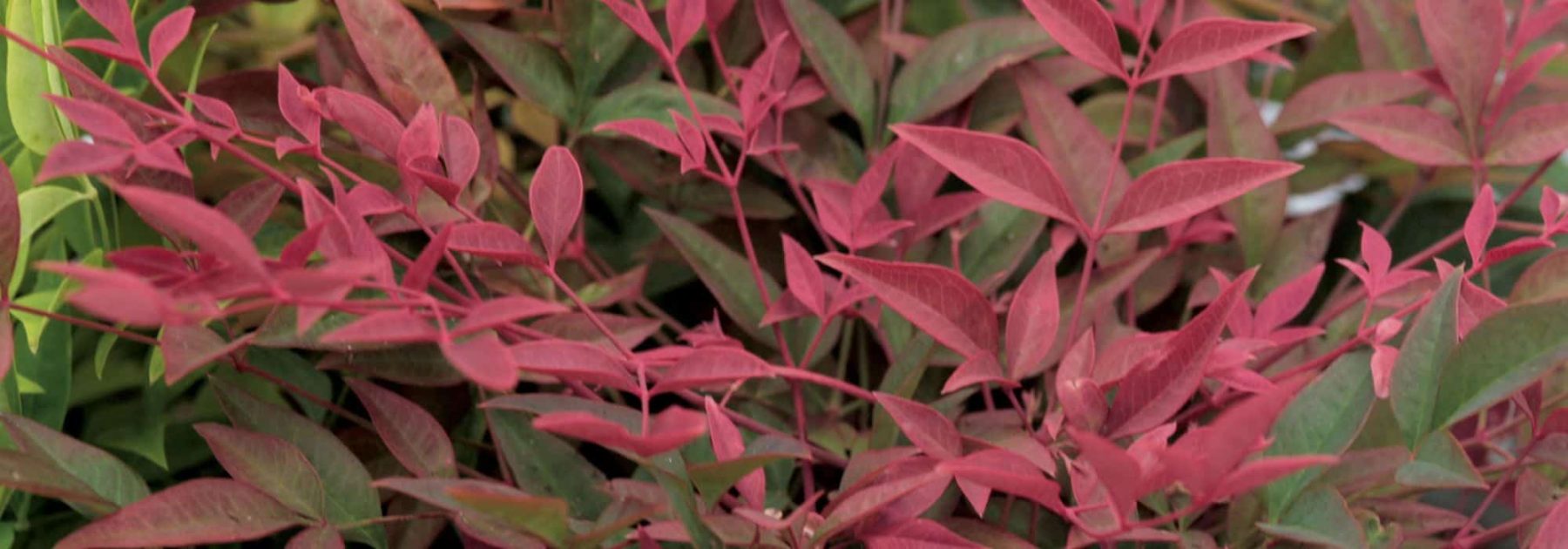 Which Nandina or sacred bamboo to choose for your garden or patio?