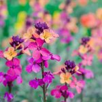 Choosing the Right Wallflowers: Our Buying Guide